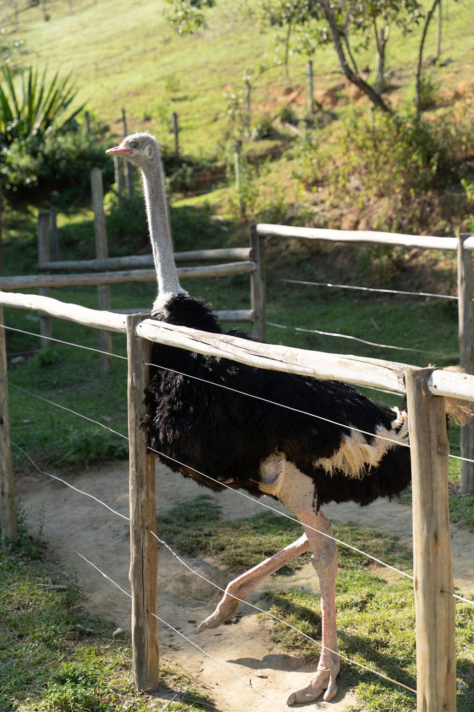 Página_animais(1)