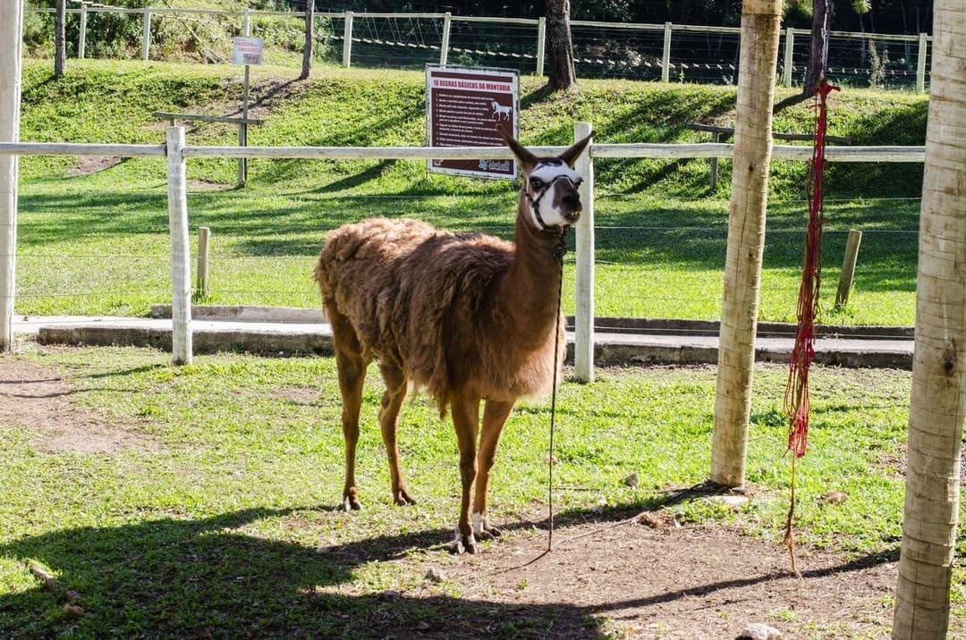Página_animais(10)