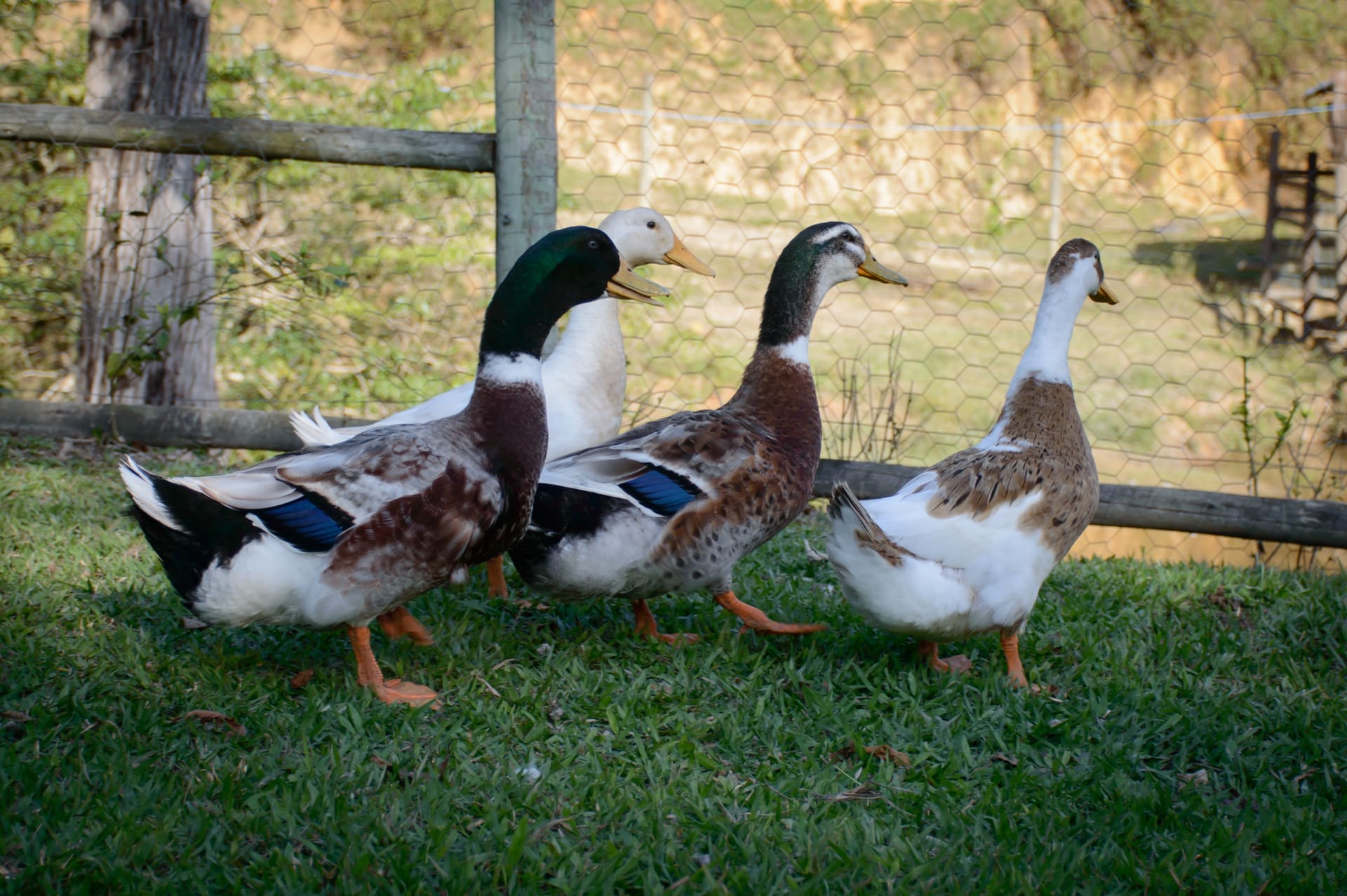 Página_animais(2)