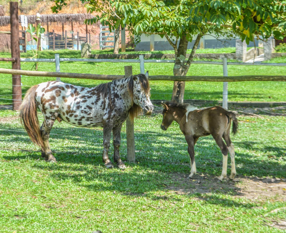 Página_animais(4)