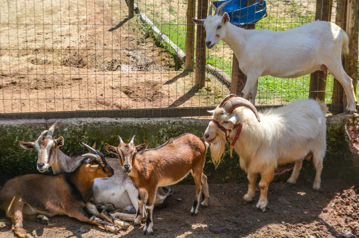Página_animais(5)