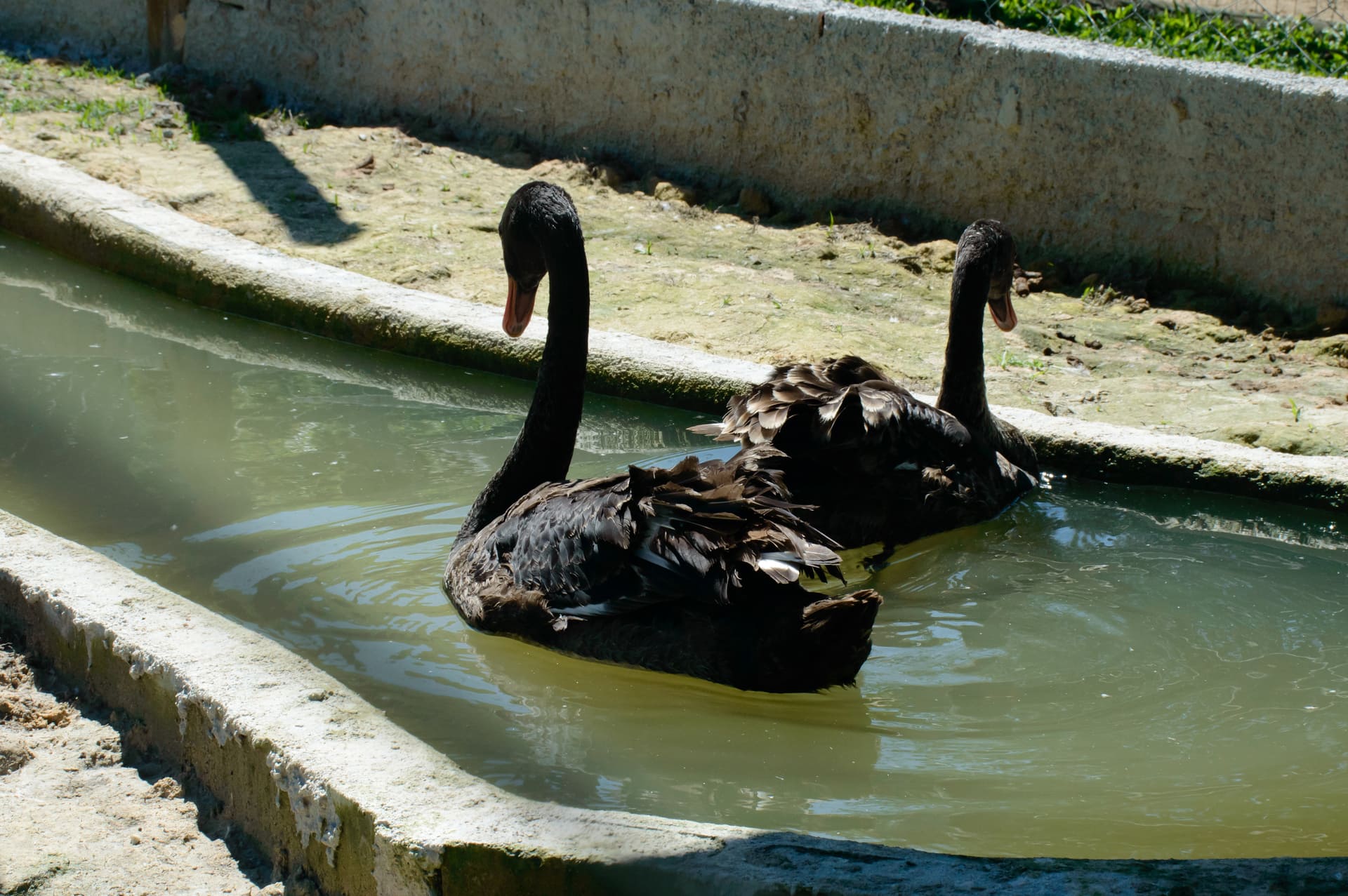Página_animais(6)
