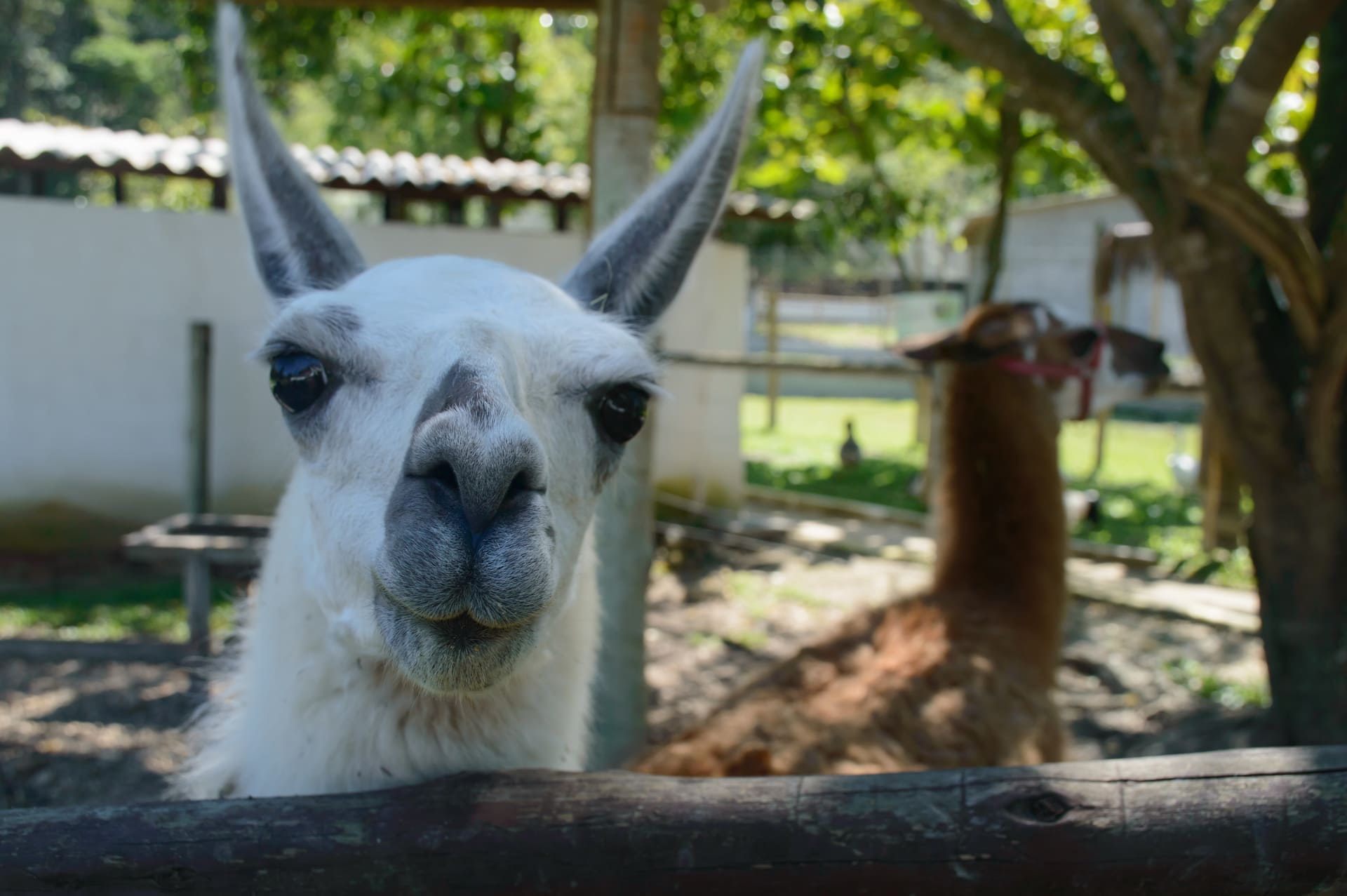 Página_animais(9)
